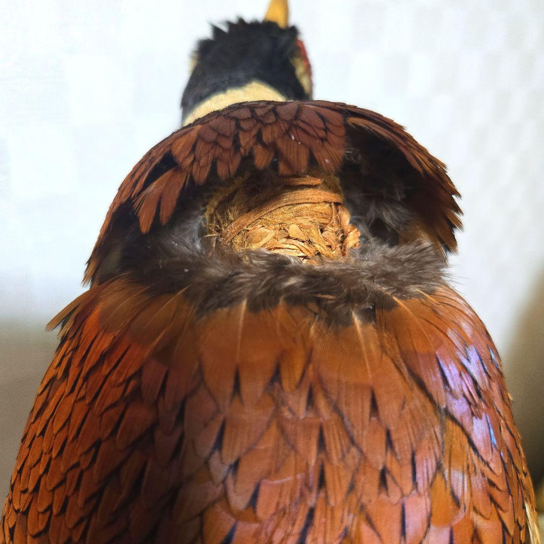 西直樹ページ　　剥製 セット　コウライキジ　ヤマドリ　台座付き