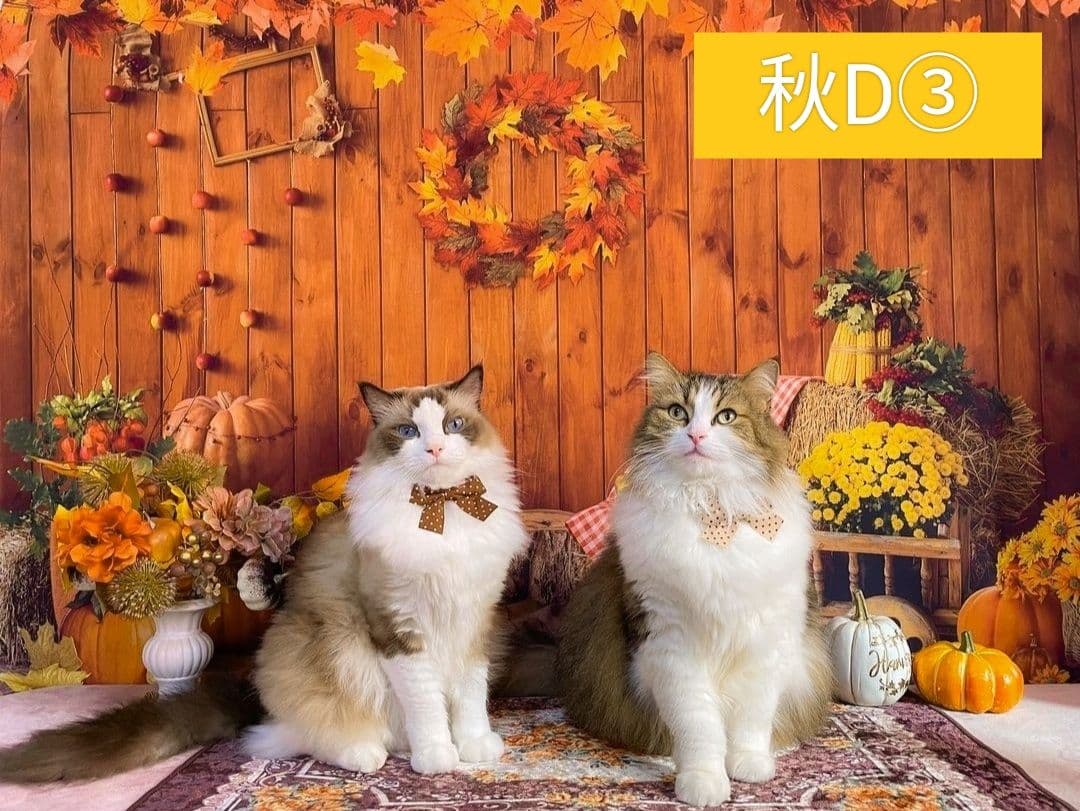 縦長　背景布×8+1　ペット撮影用ブース　トリミングチョーカー販売中　クリスマス