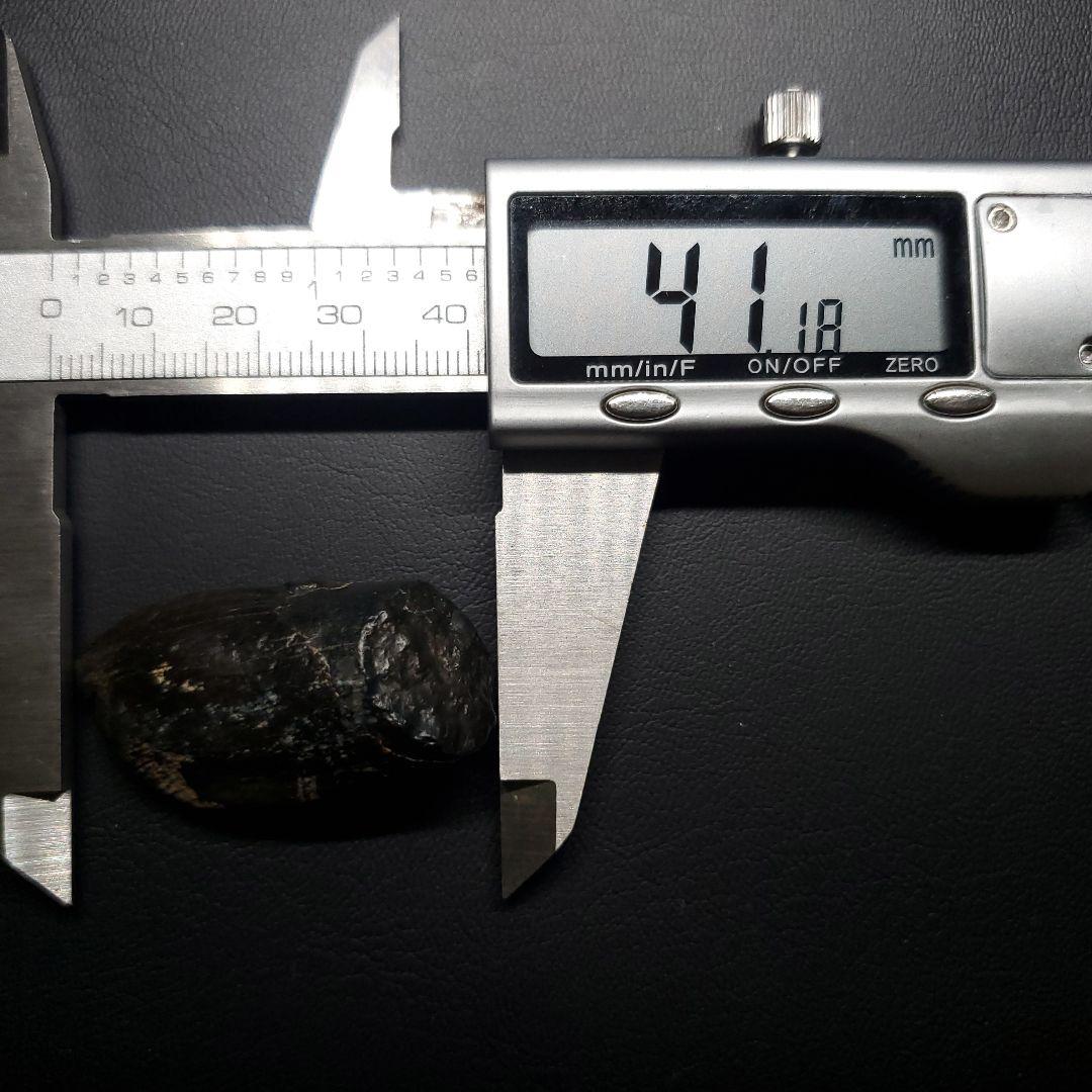 極上 ジョバリア 歯 化石 本物 モロッコ産 41.18mm fr146