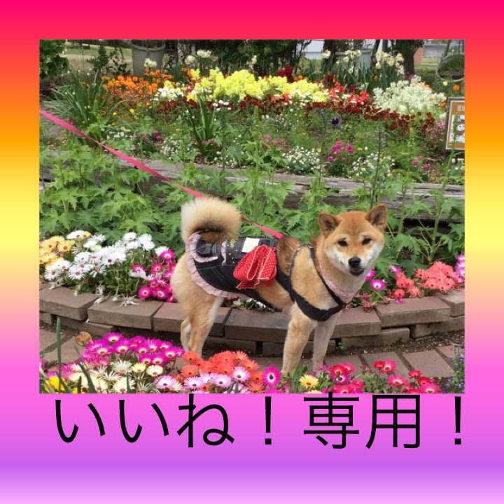 いいね！専用！