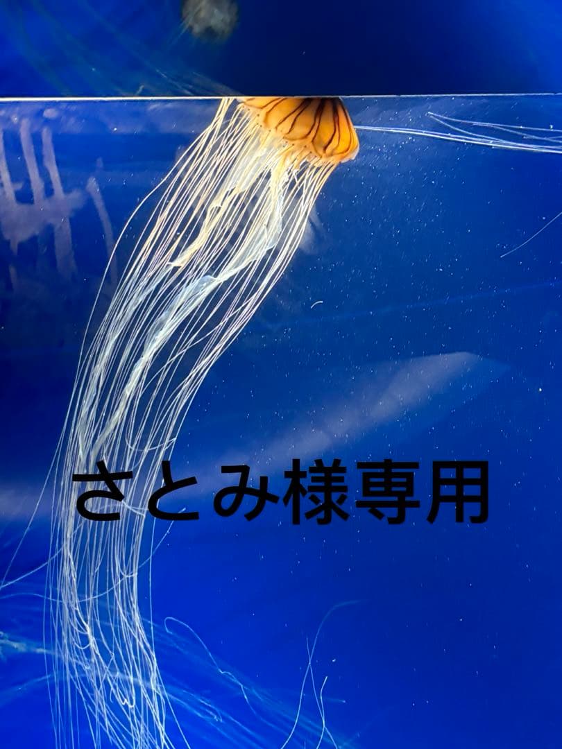 さとみ