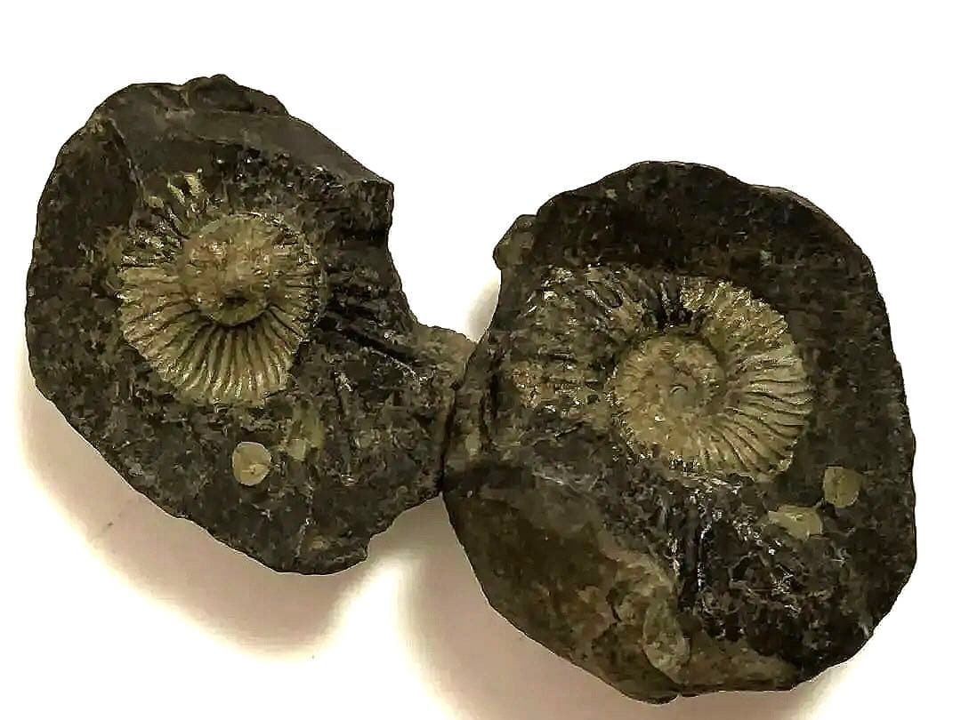 アンモナイトの化石標本セット