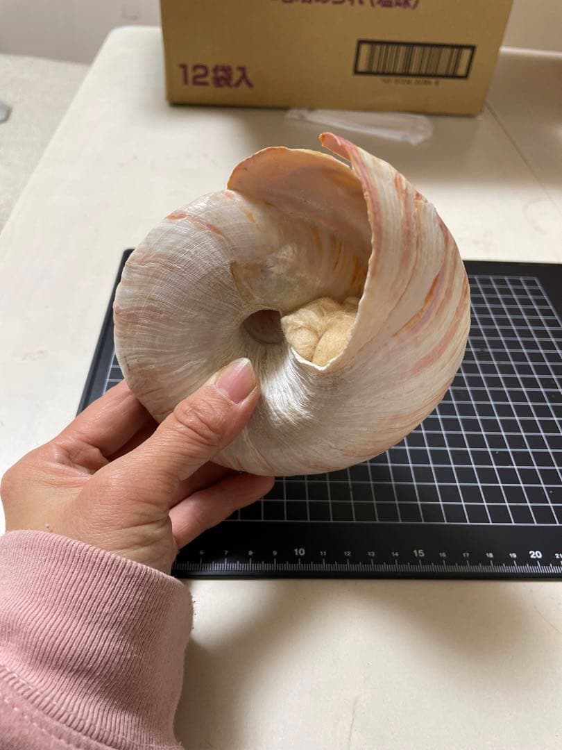 貝殻　標本　オキナエビス　特大
