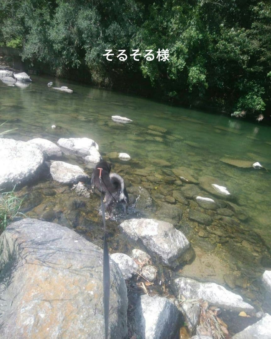 そるそる