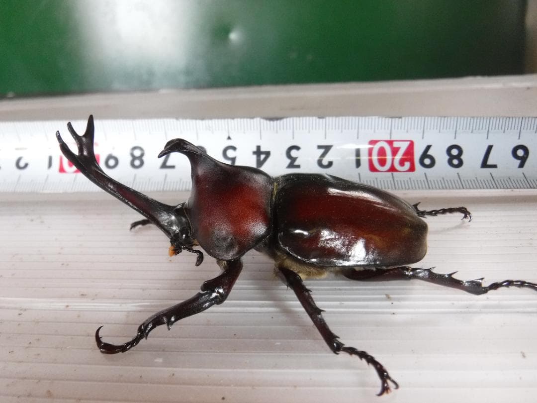 カブト虫マット40：発酵熟成竹・成虫・産卵・幼虫飼育用：100ℓ増量ℓ