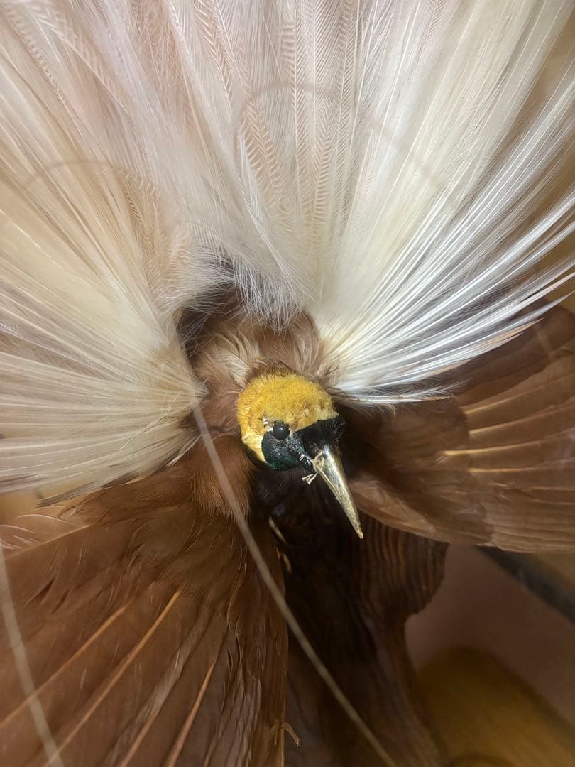 極楽鳥の剥製 置物 ガラスケース入り