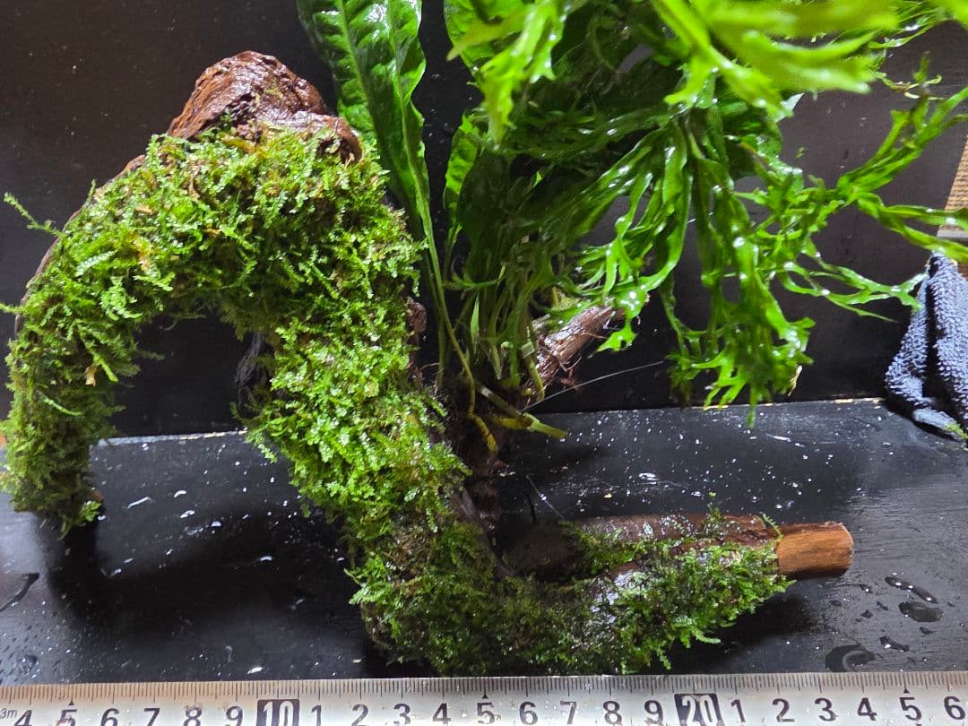 アーチブランチウッド 大サイズ