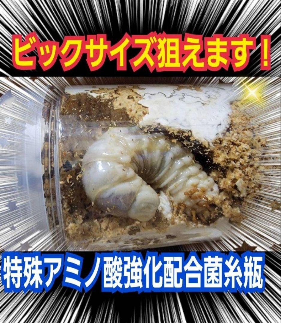 極上！カワラ菌糸瓶【6本】トレハロース、キトサン強化　タランドゥス　オウゴンオニ