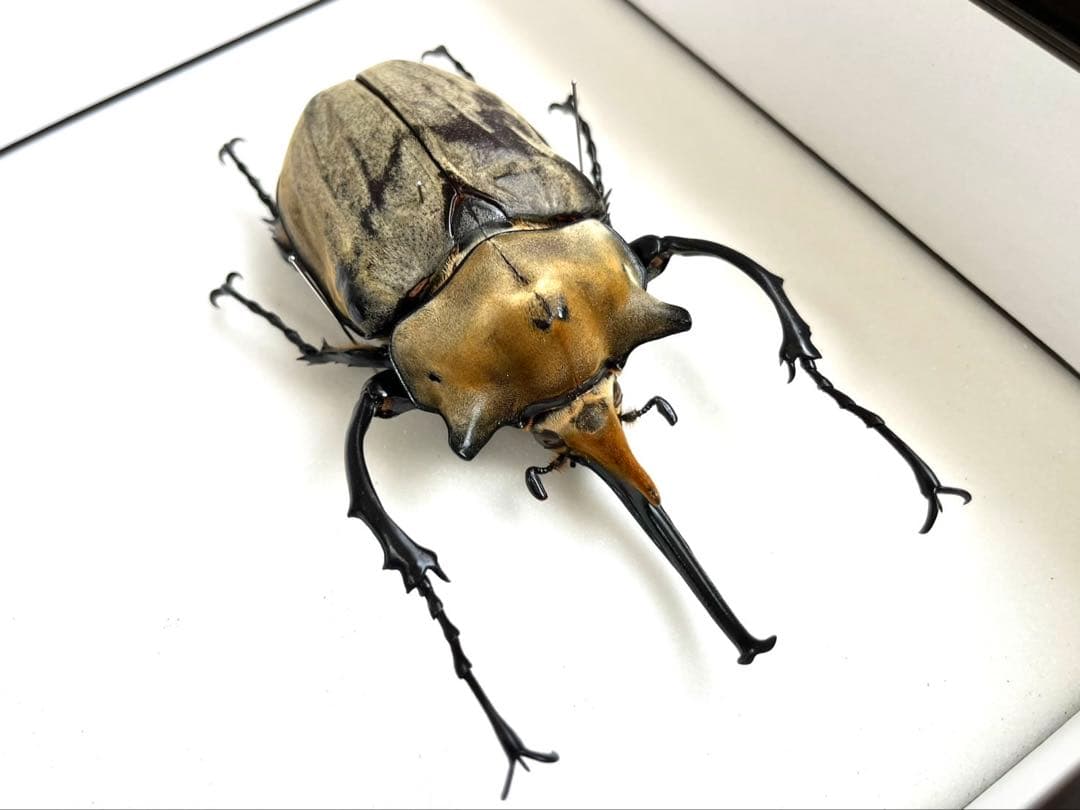 エレファスゾウカブト 117mm 標本