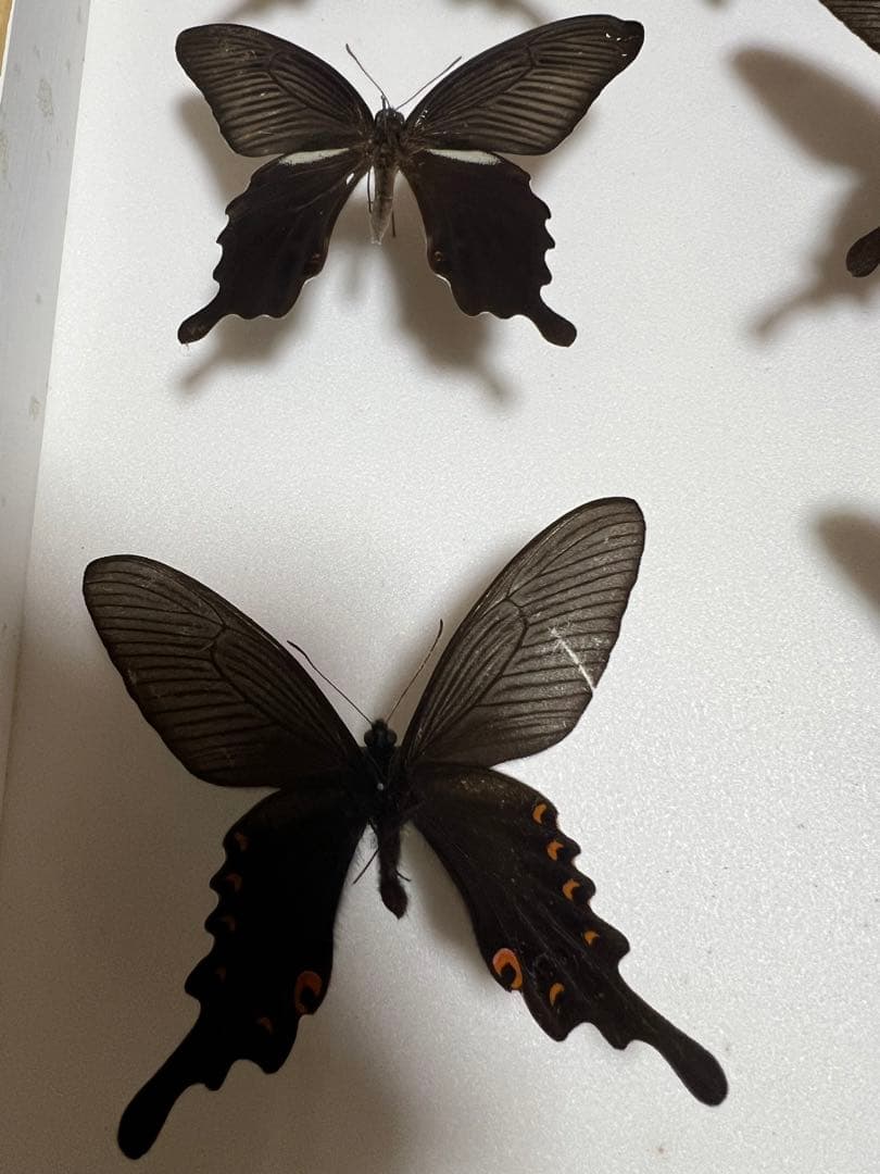 蝶標本 希少ミヤマカラスアゲハ標本ガラス木箱現状品のみ41x50x6cm