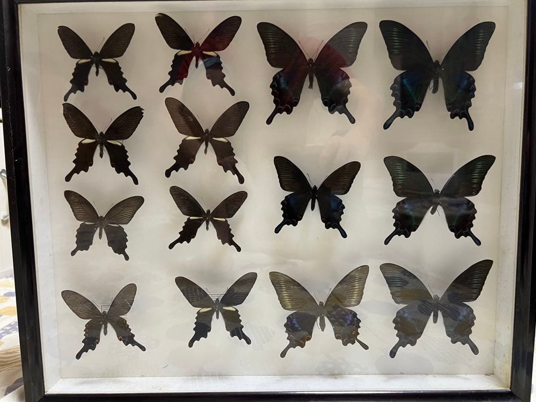 蝶標本 希少ミヤマカラスアゲハ標本ガラス木箱現状品のみ41x50x6cm