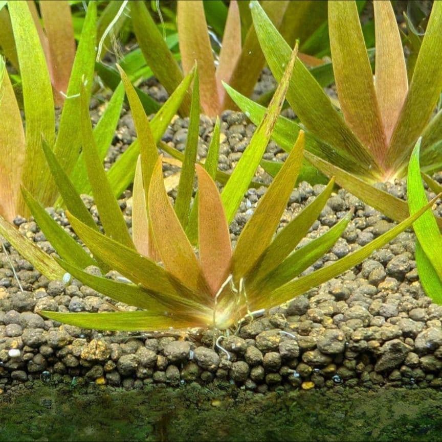 メルカリ便　○xyris sp red水中葉1株　水草　ADA　水槽