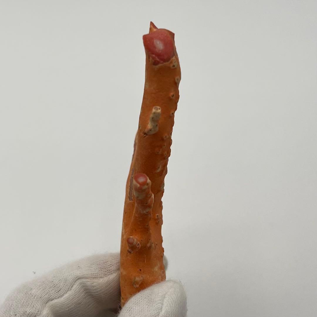 希少　桃色珊瑚　原木　本珊瑚　コーラル　標本　素材　彫刻材