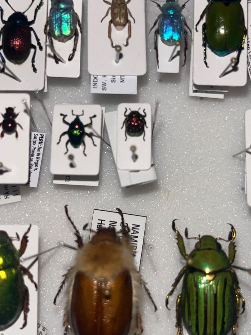 【4mm】コブハムシ 赤銅色 コメツキムシ昆虫標本甲虫タマムシスハンダエコガネム