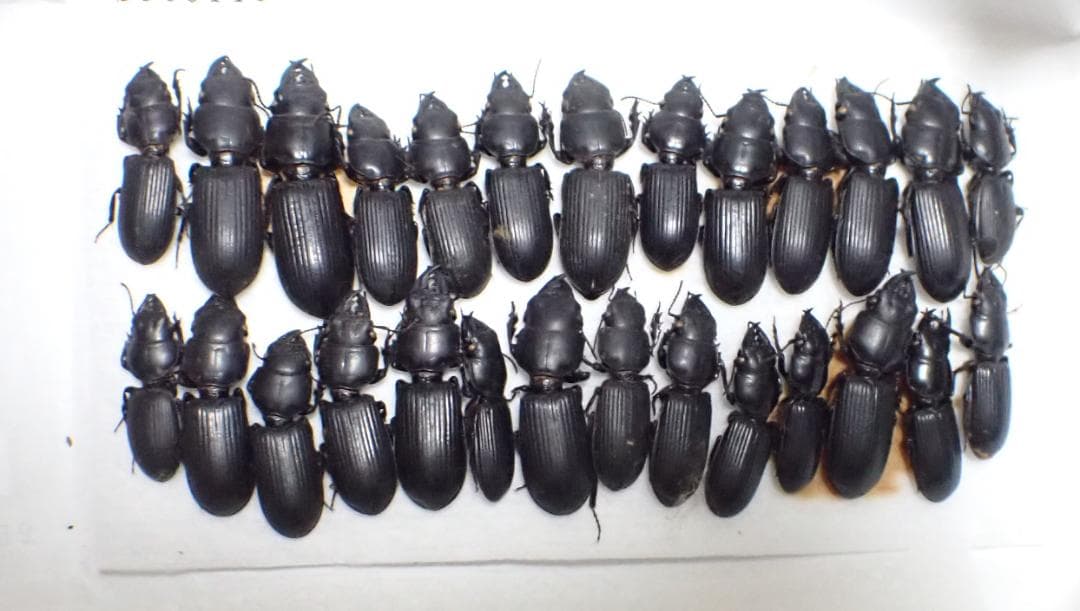 マレーシア　カチン　ヒョウタンゴミムシ　標本　未検品