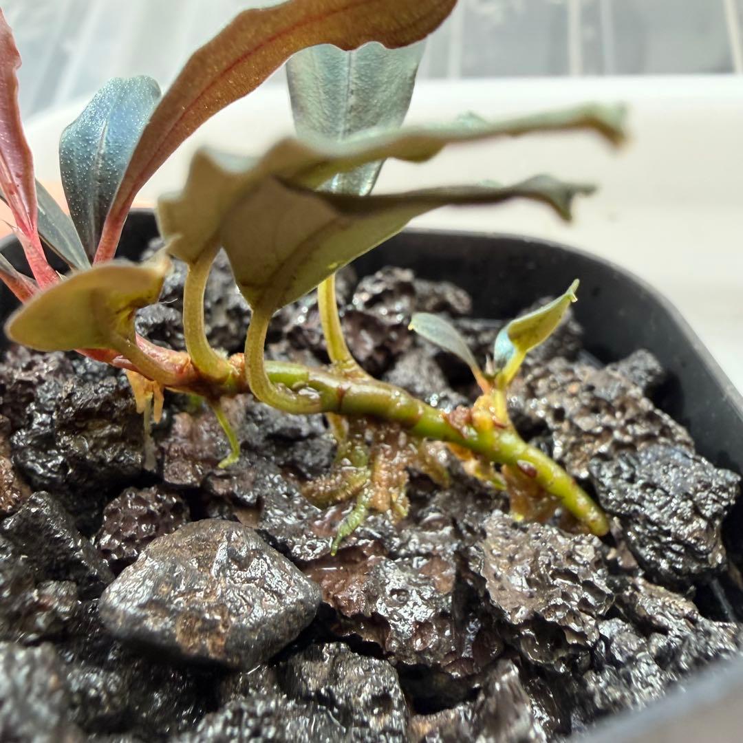 ③ブセファランドラ sp.ティアブルー（theia blue）水上葉