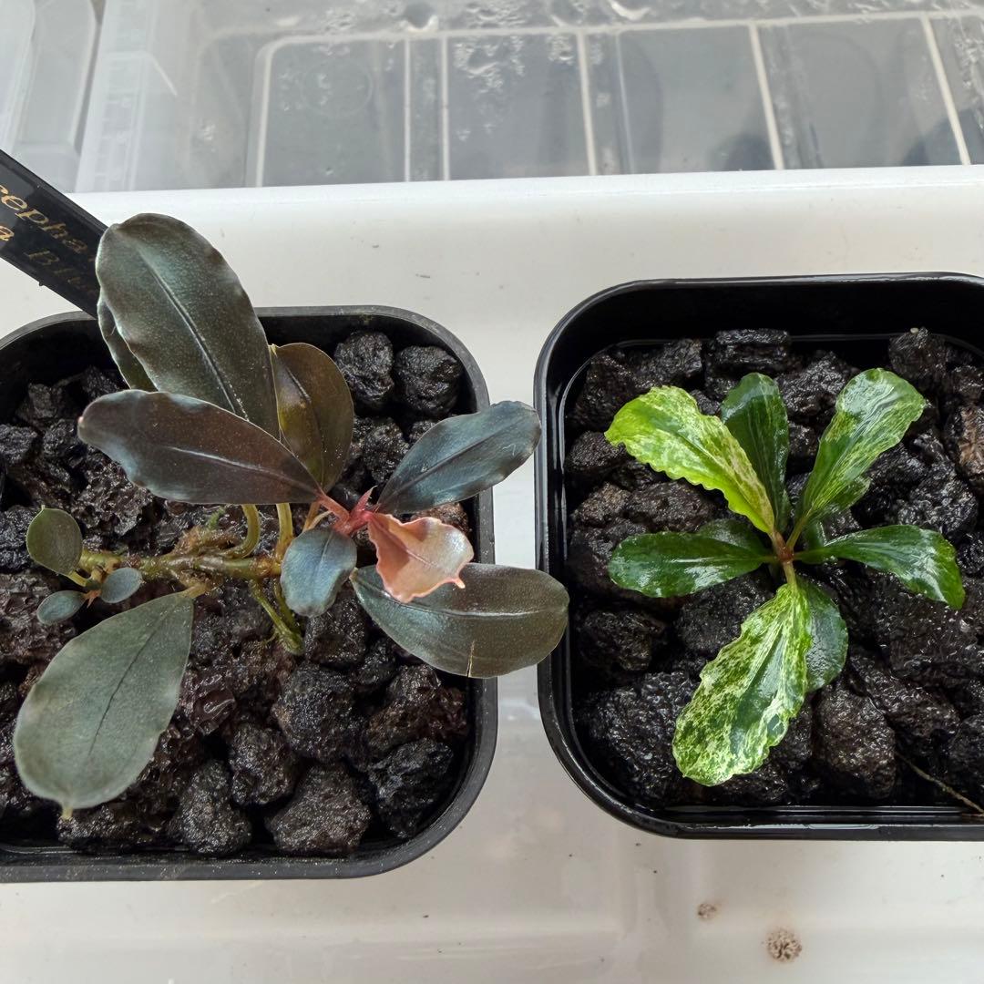 ③ブセファランドラ sp.ティアブルー（theia blue）水上葉