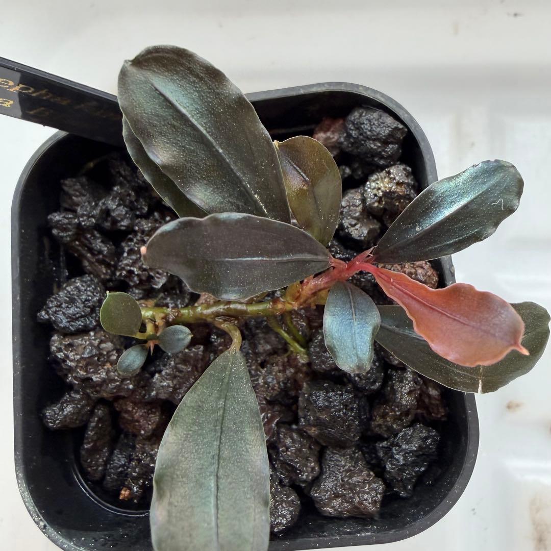 ③ブセファランドラ sp.ティアブルー（theia blue）水上葉