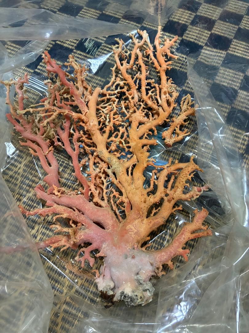 天然サンゴ 枝状コーラル ピンクオレンジ