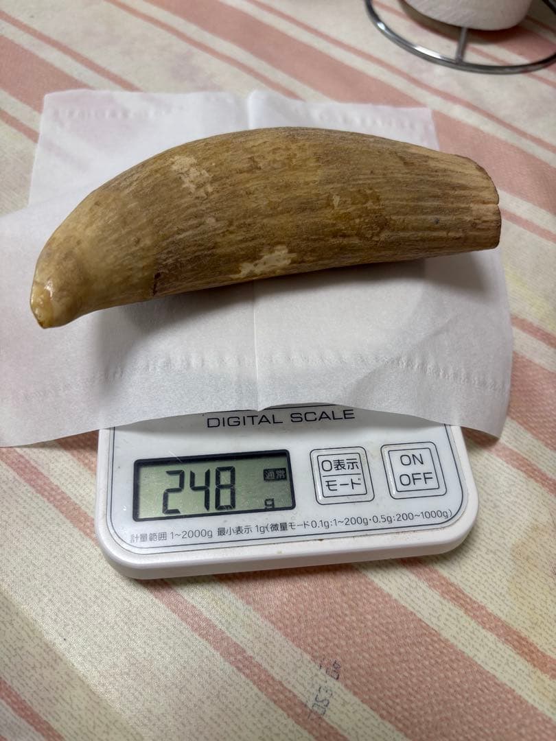 マッコウクジラ　鯨歯　248g