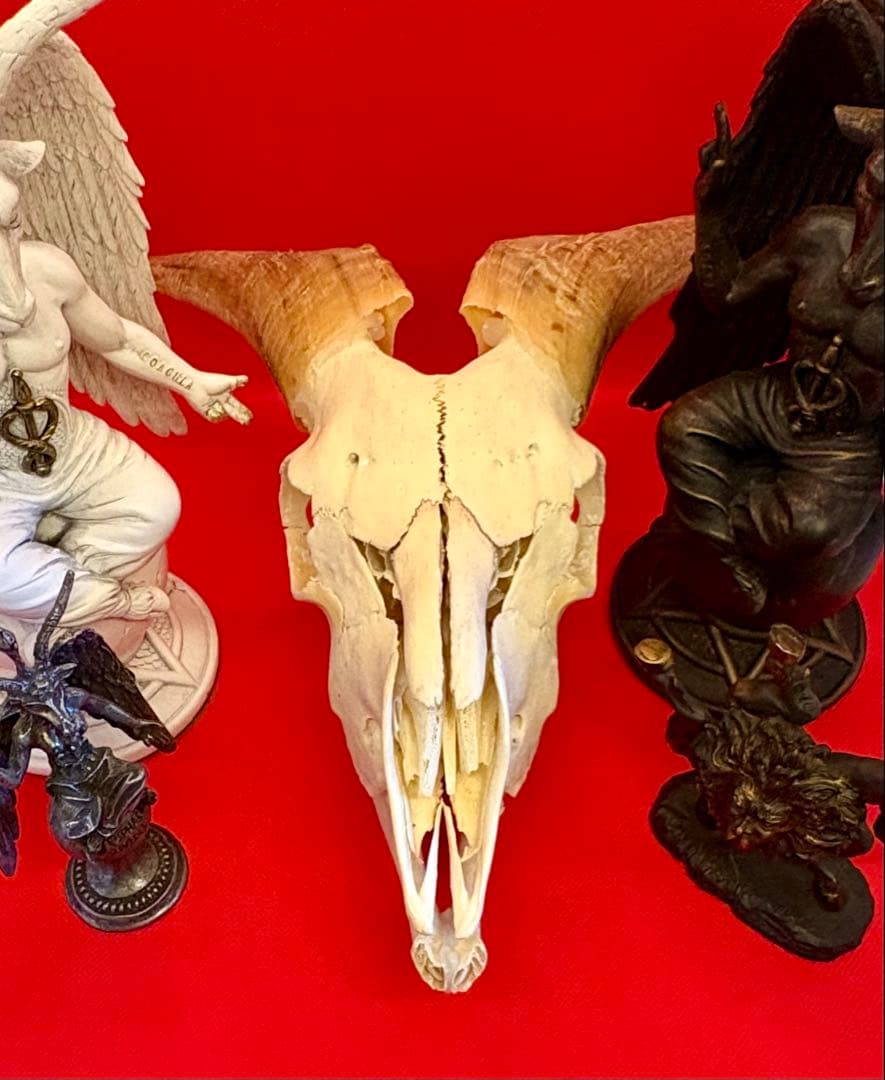 ヤギ頭蓋骨　実物　下顎　角鞘付き希少品　デッサン画モデル　ハンティングトロフィー
