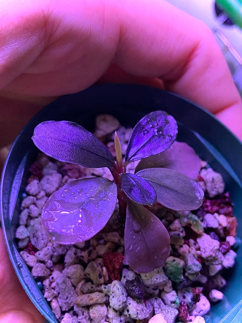 【専用】 user_fd449ab1様