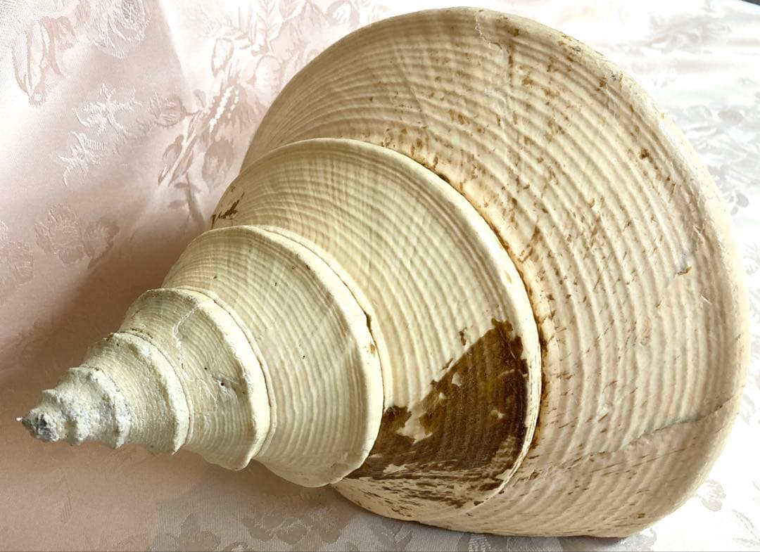アラフラオオニシ49cm 世界最大の巻貝