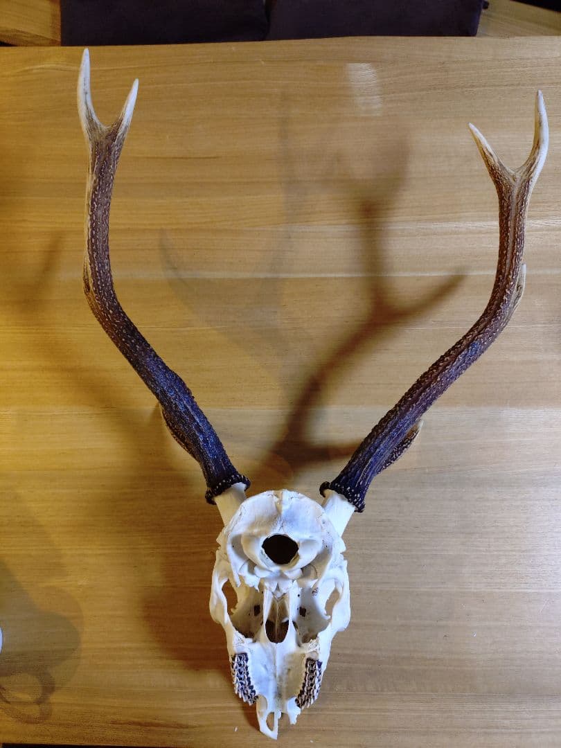 日本鹿の頭　狩猟トロフィー　縦 約73cm×横約43cm