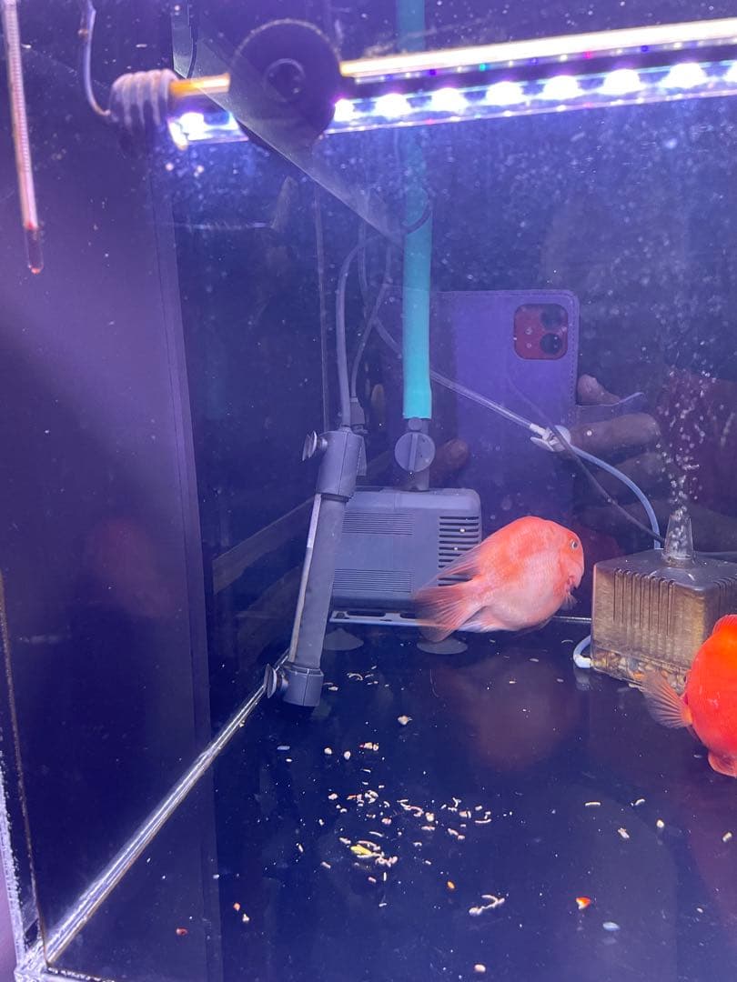 アクリル水槽