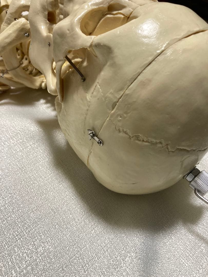 人体骨格模型 等身大