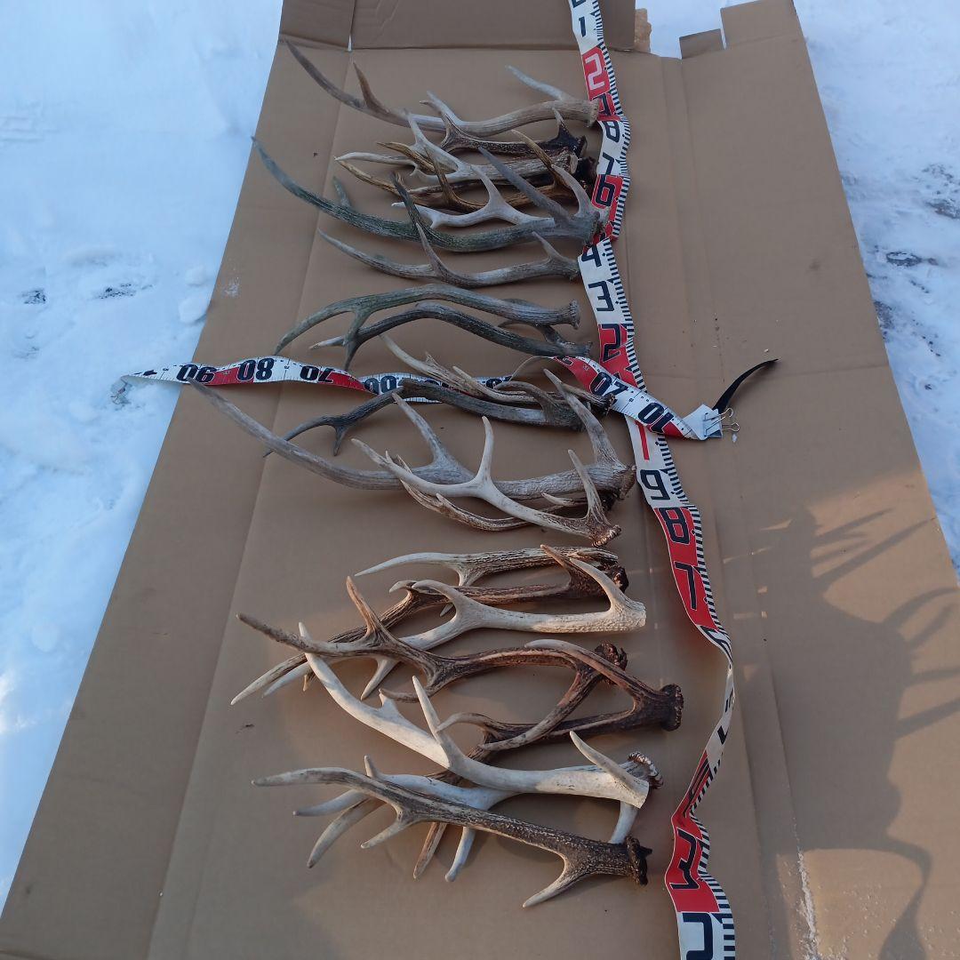 蝦夷鹿の角、犬用おもちゃ 工芸品などに ２番