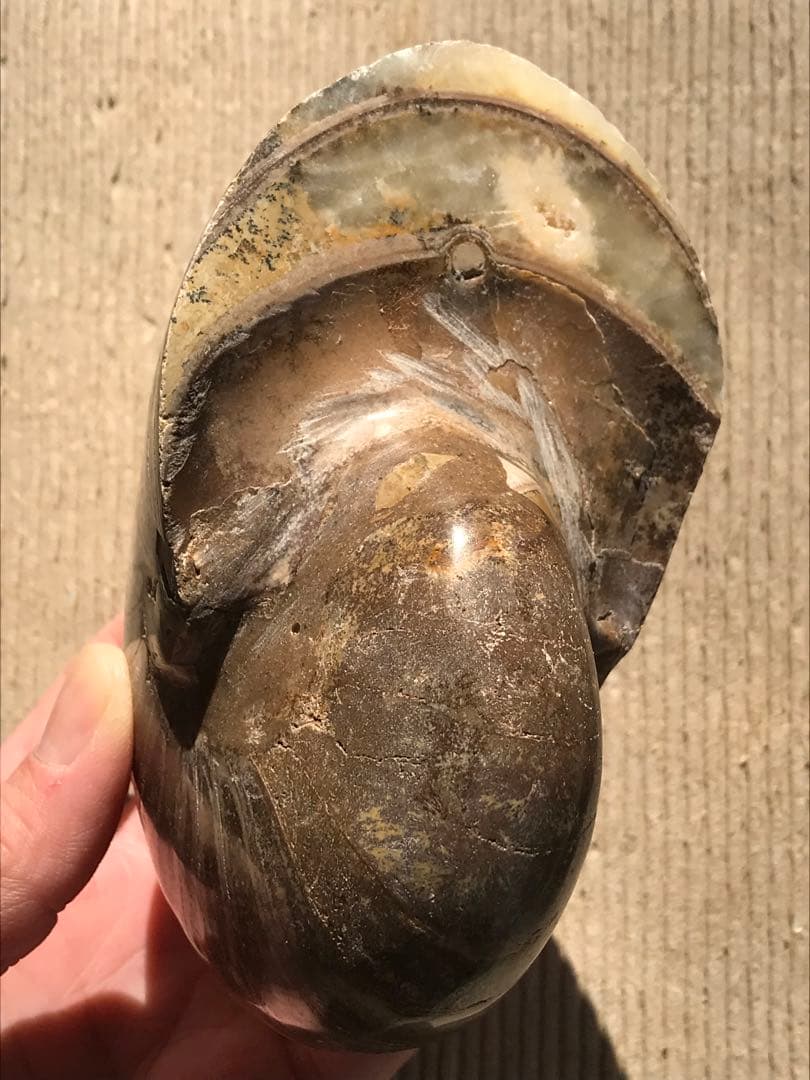 【特別価格】マダガスカル産　オウムガイ化石（ノーチラス・アンモナイト）大サイズ