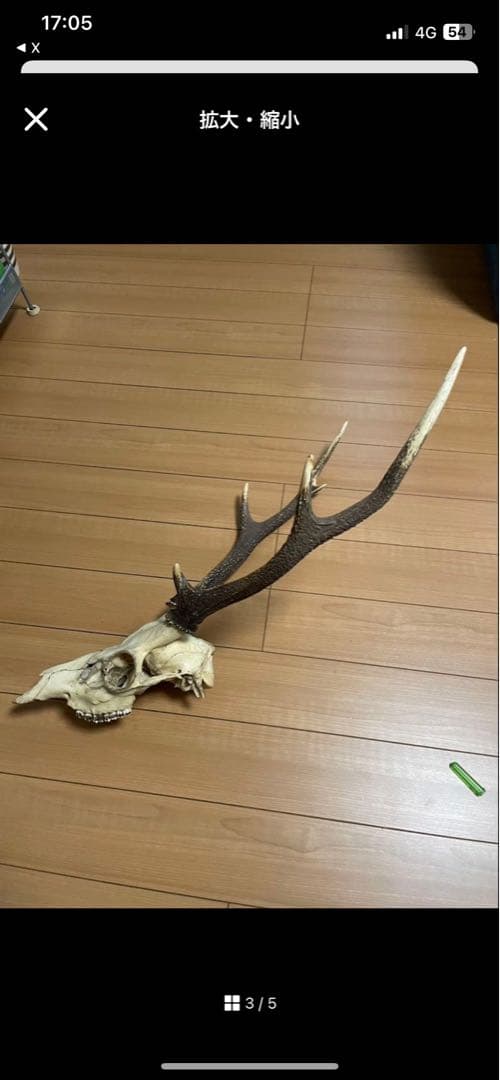 鹿の頭骨 角付き インテリア用　魔除け　ニホンジカ　2本　パキポんぐ