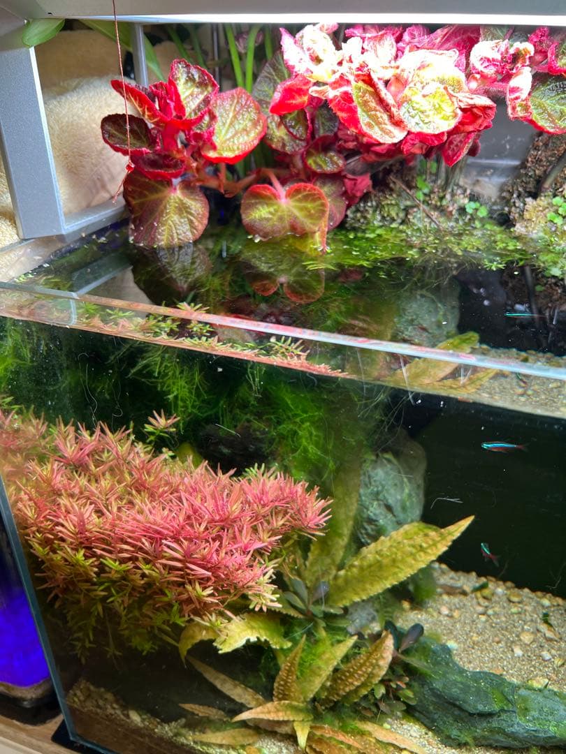 ADA 水草水槽 60cm RGBライト、CO2システム付き！オプション多数⭐︎