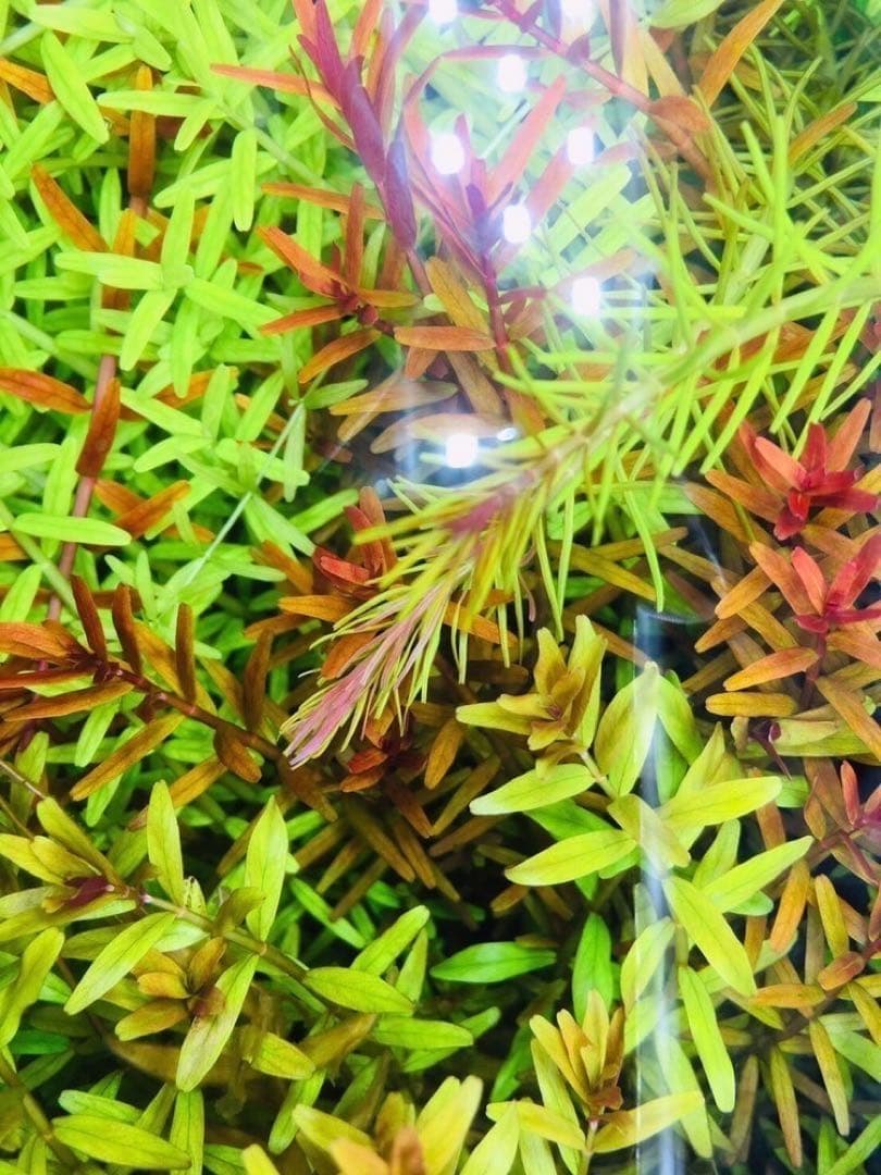 水草　トリミング　水中葉　無農薬　無害虫