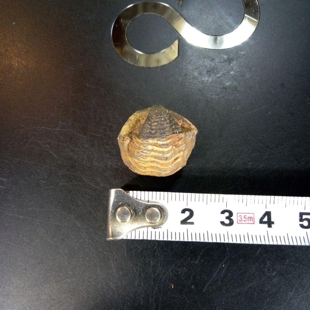 三葉虫　化石　fossil　ボリビア産　trilobite　Bolivia化石①