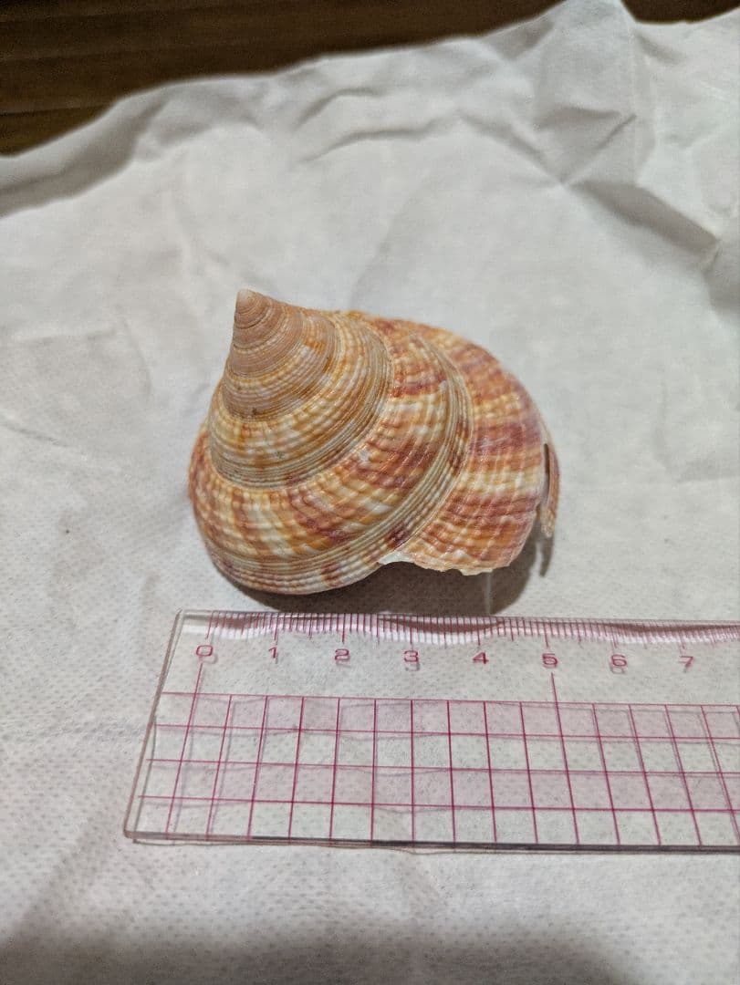 貝殻　オキナエビスガイ　エビスガイ　エビス貝
