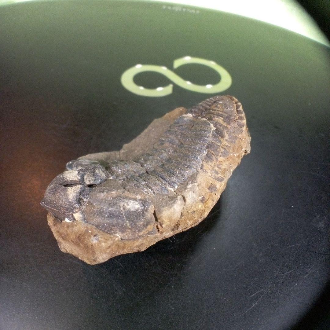 三葉虫　化石　ボリビア産　南アメリカ　trilobite　Bolivia三葉虫⑦