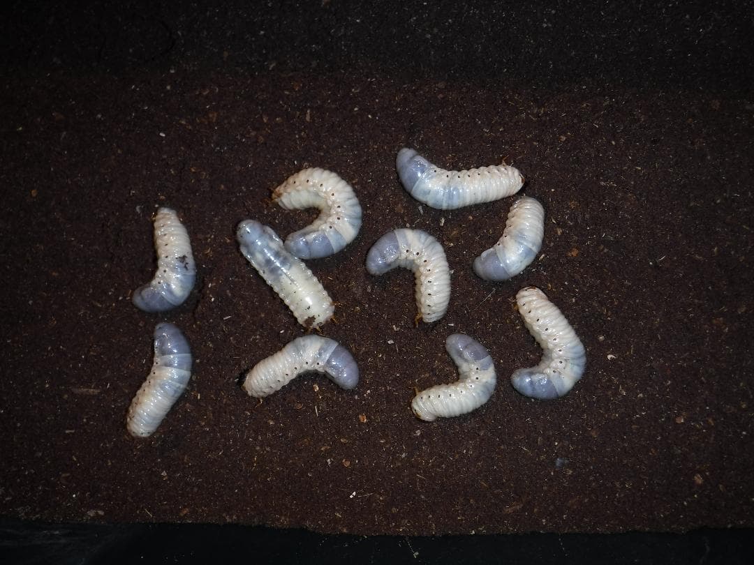 カブト虫マット：発酵熟成竹②：成虫・幼虫飼育用：３００ℓ