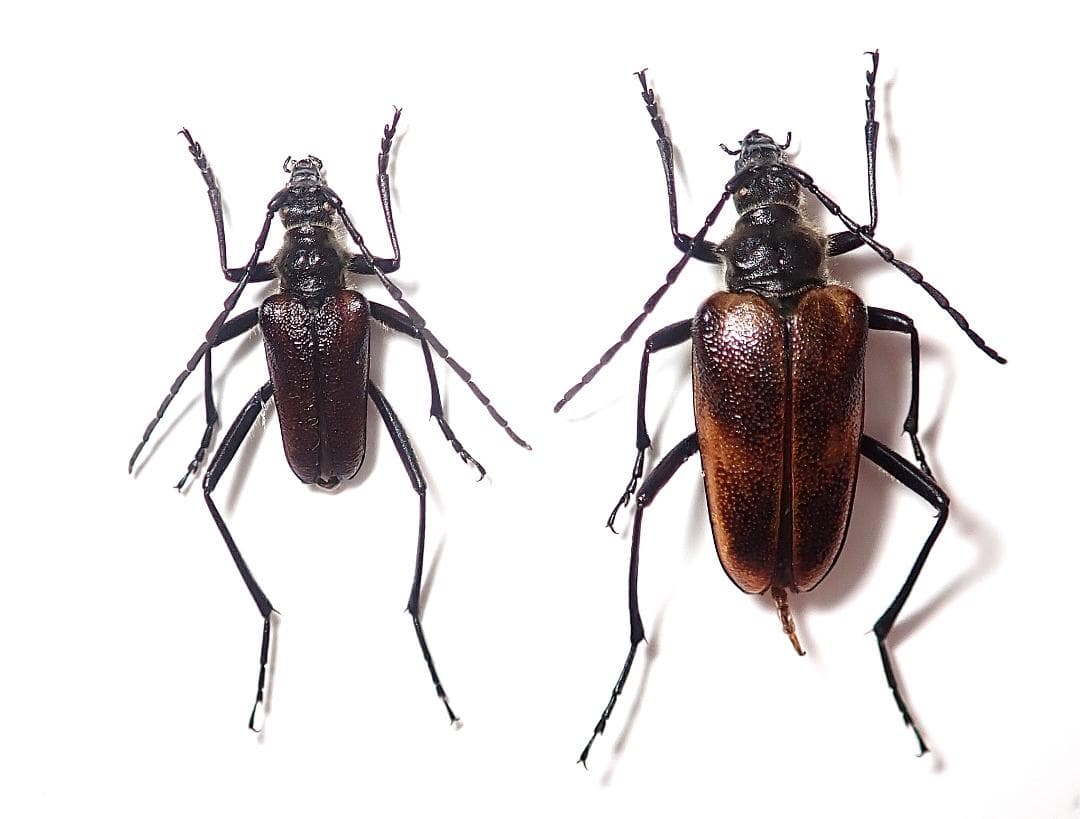 昆虫標本　カタキカタビロハナカミキリ（ペア）