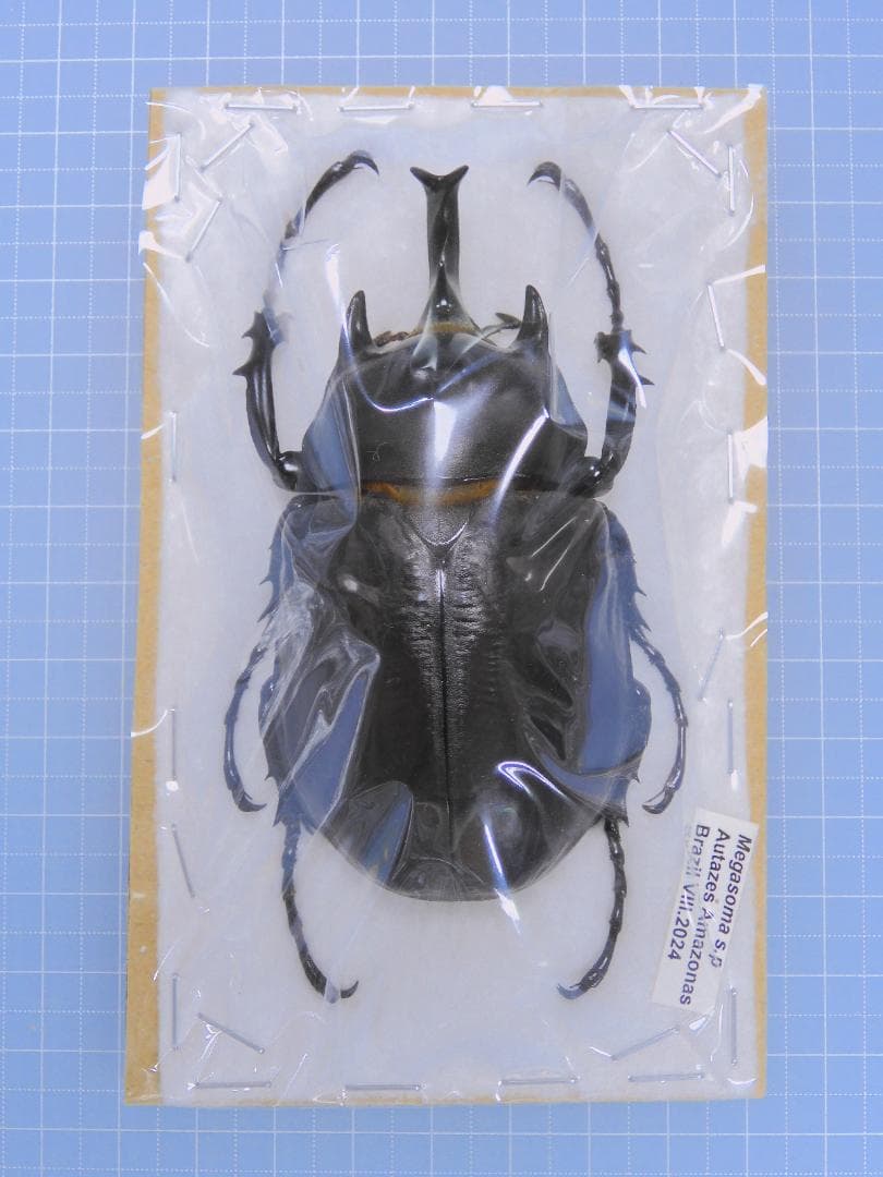 ブラジル産　ゾウカブト　86mmX43mm