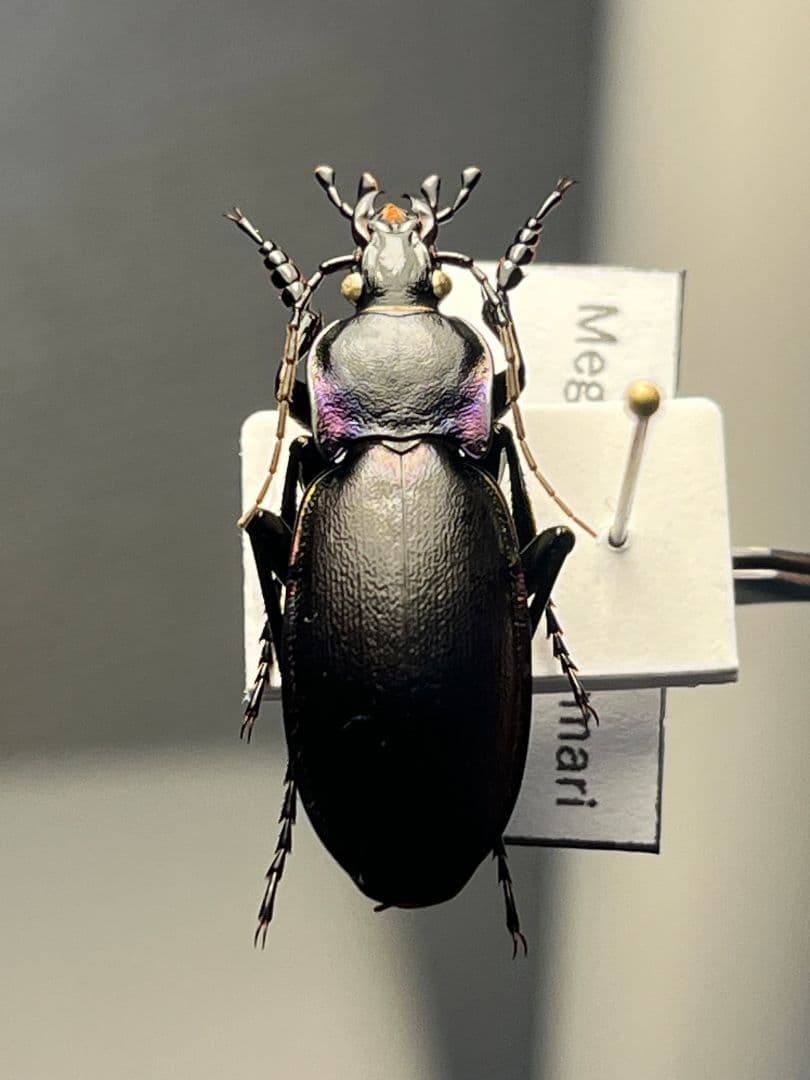 【27mm】ゲルマリーキンオサムシ Megodontus germari標本