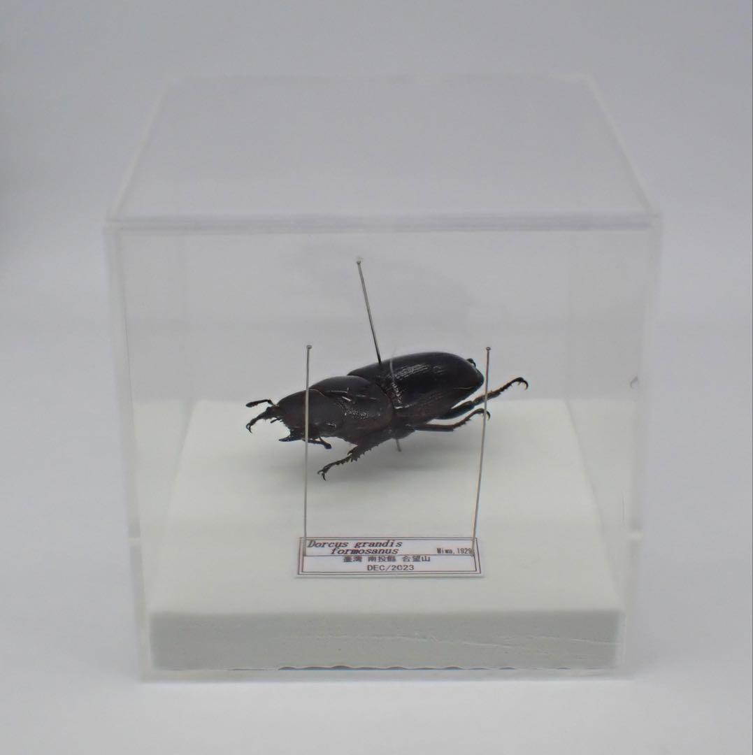 標本　タイワンオオクワガタ　雌雄モザイク　ブリード品