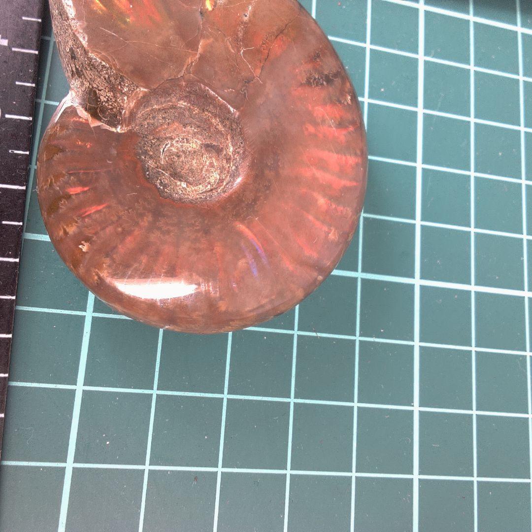 小物１ アンモナイト化石 赤褐色