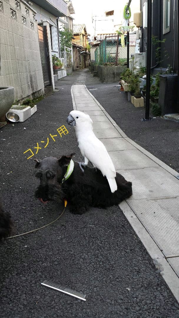 オウムスタンド&止まり木他オーダー品{コメント用}