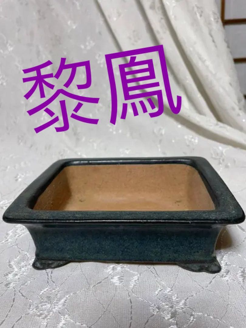 黎鳯 盆栽鉢