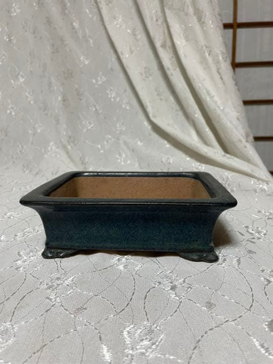 黎鳯 盆栽鉢