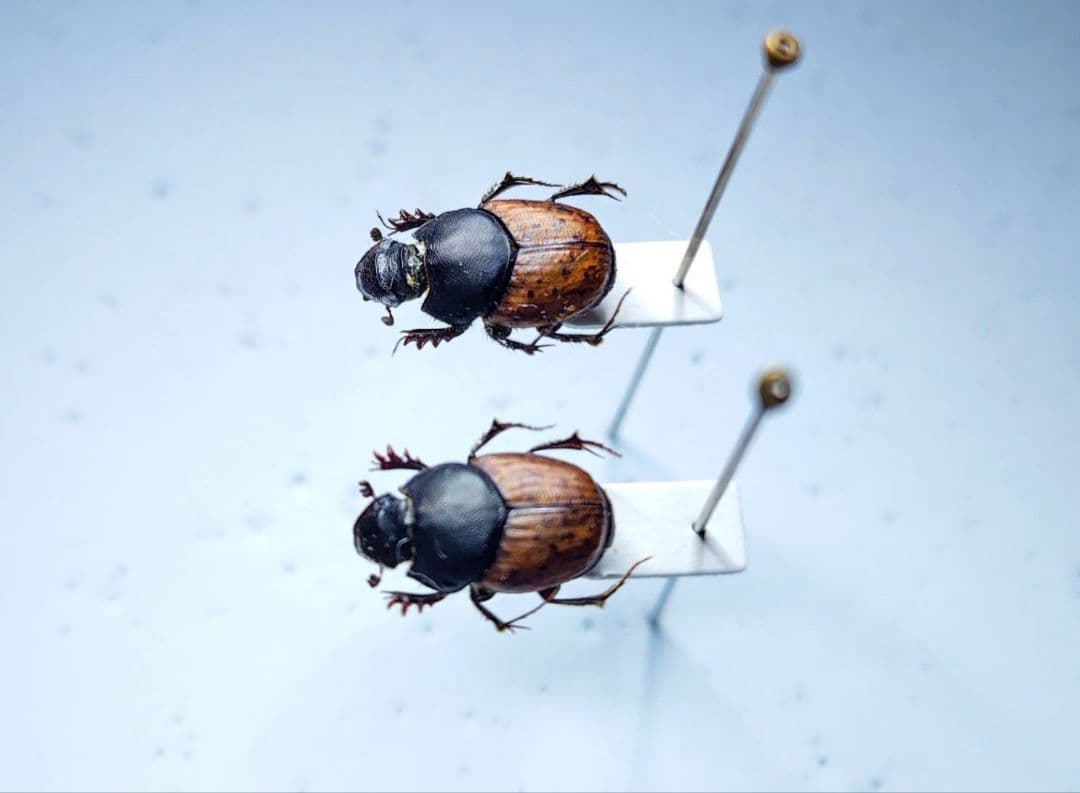 昆虫標本 　コガネムシ