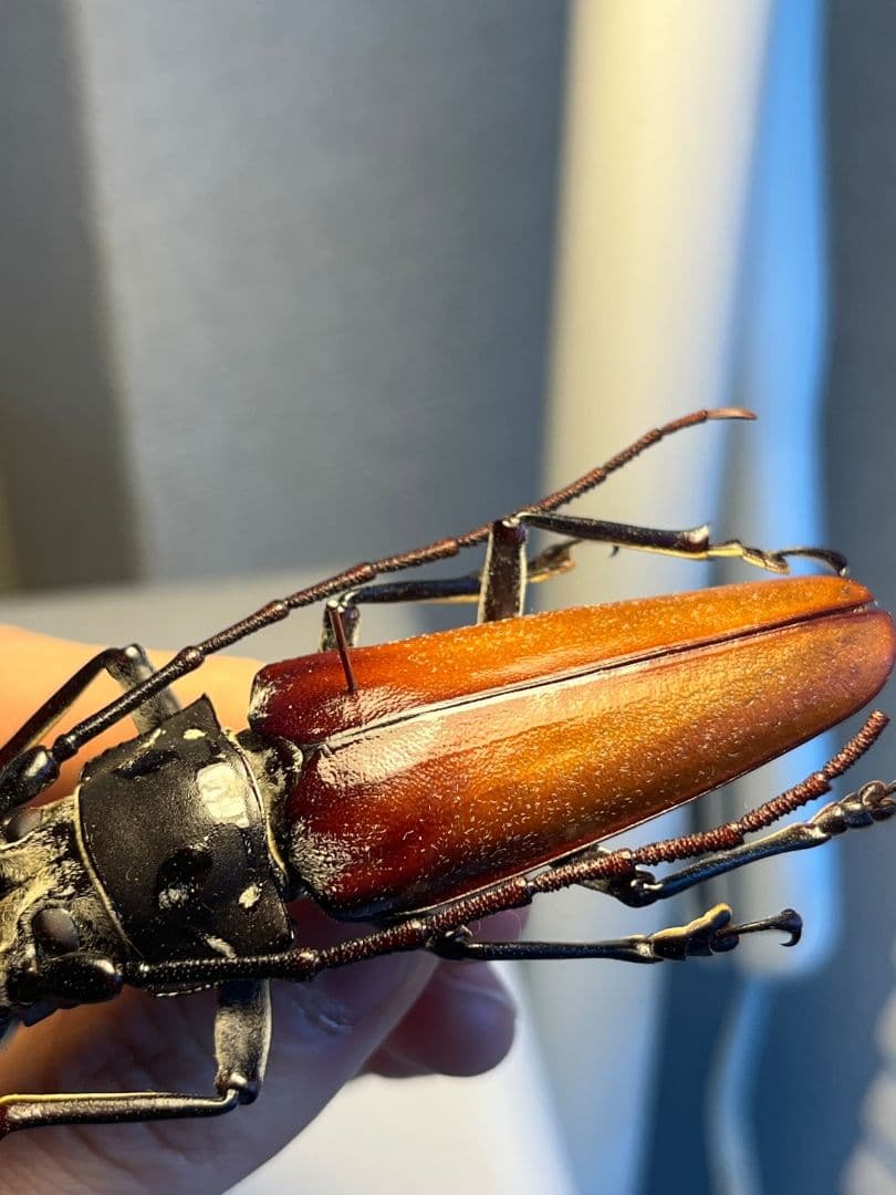 【85mm】アラゲオオウスバカミキリ 甲虫昆虫標本タランチュラムカデサソリ