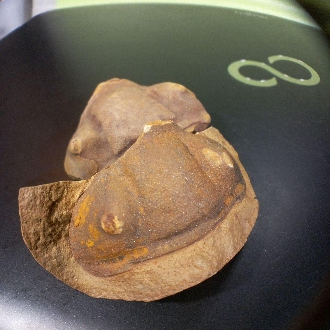 三葉虫　化石　fossil　ボリビア産　レア　Fossil識別⑤　２個セット